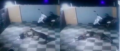 Perro lucha por su vida contra leopardo tras aparecer de un salto en el patio de su casa Perro lucha por su vida contra leopardo tras aparecer de un salto en el patio de su casa