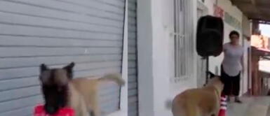 Tarapoto: Perro enternece a miles al comprar su propia comida durante cuarentena Tarapoto: Perro enternece a miles al comprar su propia comida durante cuarentena