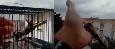 Hombre decide liberar a sus aves tras entender el significado de estar "encerrado" durante cuarentena Hombre decide liberar a sus aves tras entender el significado de estar "encerrado" durante cuarentena