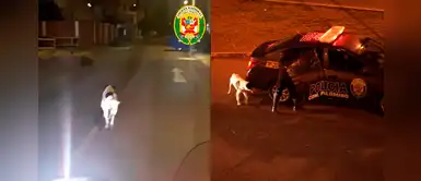 Efectivos de la PNP rescatan a un perro durante el toque de queda y lo nombran ‘nuevo agente’ Efectivos de la PNP rescatan a un perro durante el toque de queda y lo nombran ‘nuevo agente’