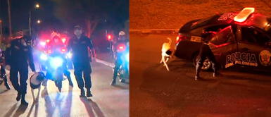 Lima: Policías adoptan a un perro sin hogar y ahora sale a patrullar las calles durante cuarentena Lima: Policías adoptan a un perro sin hogar y ahora sale a patrullar las calles durante cuarentena