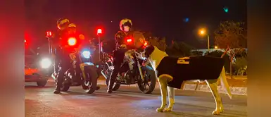PNP se pronuncia tras rescate de Manchas, el perro recogido por un patrullero PNP se pronuncia tras rescate de Manchas, el perro recogido por un patrullero