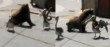 Coronavirus: Lobo marino y pelícanos pasean por las calles de Ilo, Moquegua Coronavirus: Lobo marino y pelícanos pasean por las calles de Ilo, Moquegua