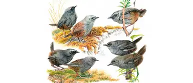 Científicos descubren tres nuevas especies de aves en áreas naturales protegidas Científicos descubren tres nuevas especies de aves en áreas naturales protegidas