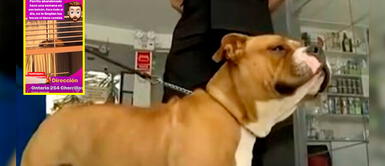 Gordita, la perra rescatada gracias a Rodrigo González será parte de la Policía Canina Gordita, la perra rescatada gracias a Rodrigo González será parte de la Policía Canina