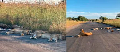 #BuenasNoticias: Leones duermen plácidamente en la pista tras ausencia de turistas #BuenasNoticias: Leones duermen plácidamente en la pista tras ausencia de turistas