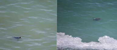 Tortugas aparecen en mar de Barranco tras ausencia de bañistas durante cuarentena por coronavirus Tortugas aparecen en mar de Barranco tras ausencia de bañistas durante cuarentena por coronavirus