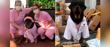 La historia de Loki, un rottweiler que ayuda a pacientes y enfermeras en la UCI La historia de Loki, un rottweiler que ayuda a pacientes y enfermeras en la UCI