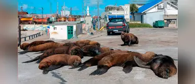 Lobos marinos "transitan" por las calles de Argentina ante la ausencia de personas Lobos marinos "transitan" por las calles de Argentina ante la ausencia de personas