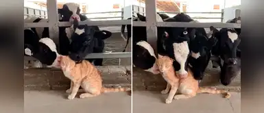 Gato es adoptado por un grupo de vacas ante la ausencia de sus dueños por la cuarentena Gato es adoptado por un grupo de vacas ante la ausencia de sus dueños por la cuarentena