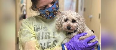 Rescatan a perro que se había quedado sola tras la muerte de sus dueños por coronavirus Rescatan a perro que se había quedado sola tras la muerte de sus dueños por coronavirus