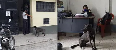 Perro espera a su humano en la comisaría tras ser arrestado por violar cuarentena Perro espera a su humano en la comisaría tras ser arrestado por violar cuarentena