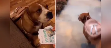 Pitbull es enviado por su dueña a realizar las compras durante la cuarentena Pitbull es enviado por su dueña a realizar las compras durante la cuarentena