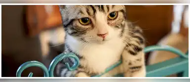 ¿Por qué los gatos son nuestros guardianes espirituales? Aquí la explicación ¿Por qué los gatos son nuestros guardianes espirituales? Aquí la explicación