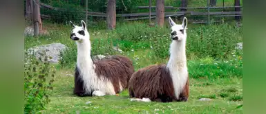 ¿La sangre de llama podría funcionar como terapia contra el COVID-19? ¿La sangre de llama podría funcionar como terapia contra el COVID-19?