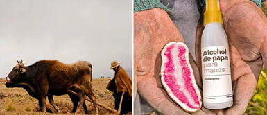 Productor de vodka peruano elaborará alcohol de papa para proteger a familias campesinas Productor de vodka peruano elaborará alcohol de papa para proteger a familias campesinas