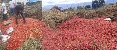 Más de 6 toneladas de fresa se perdieron por conflicto durante cuarentena Más de 6 toneladas de fresa se perdieron por conflicto durante cuarentena