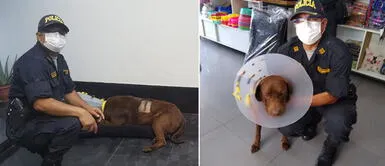 Valiente ‘Chocolate’ ya fue operado y ahora necesita el apoyo de todos para sus medicinas Valiente ‘Chocolate’ ya fue operado y ahora necesita el apoyo de todos para sus medicinas