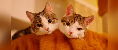 Dos gatos se convierten en las primeras mascotas en dar positivo a COVID-19 Dos gatos se convierten en las primeras mascotas en dar positivo a COVID-19