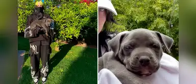 Billie Eilish adopta dos cachorros antes de iniciar la cuarentena por el COVID-19 Billie Eilish adopta dos cachorros antes de iniciar la cuarentena por el COVID-19