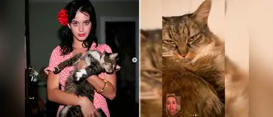 Katy Perry lamentó el fallecimiento de su gata: “Gracias por los abrazos y la compañía” Katy Perry lamentó el fallecimiento de su gata: “Gracias por los abrazos y la compañía”