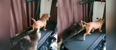 Pitbull y husky siberiano se ‘pelean’ por ejercitarse en la corredora durante la cuarentena Pitbull y husky siberiano se ‘pelean’ por ejercitarse en la corredora durante la cuarentena