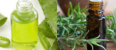 ¿Sabías que el romero y aloe vera estimulan el crecimiento capilar y atenúan las canas? ¿Sabías que el romero y aloe vera estimulan el crecimiento capilar y atenúan las canas?