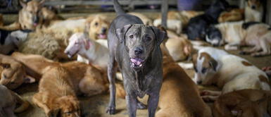 Coronavirus: La noble campaña que busca recaudar fondos para alimentos de mascotas abandonadas Coronavirus: La noble campaña que busca recaudar fondos para alimentos de mascotas abandonadas