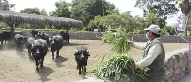 Coronavirus: Parque de las Leyendas realiza plan para generar recursos y alimentar a los animales Coronavirus: Parque de las Leyendas realiza plan para generar recursos y alimentar a los animales