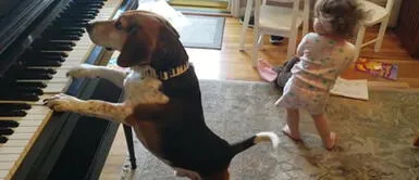 Perro toca el piano para hacer bailar hermana humana y se vuelve viral en las redes Perro toca el piano para hacer bailar hermana humana y se vuelve viral en las redes