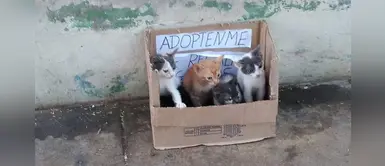 Cinco gatos fueron abandonados en una caja durante la cuarentena en Magdalena Cinco gatos fueron abandonados en una caja durante la cuarentena en Magdalena