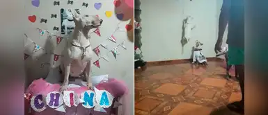 Perro celebró su fiesta de cumpleaños en compañía de sus amistades durante la cuarentena Perro celebró su fiesta de cumpleaños en compañía de sus amistades durante la cuarentena