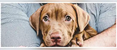 ¿Por qué tener un perro da buena suerte? ¡Conoce su poder! ¿Por qué tener un perro da buena suerte? ¡Conoce su poder!