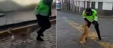 Perro salta y baila en agradecimiento a policía que lo alimentó en la calle Perro salta y baila en agradecimiento a policía que lo alimentó en la calle