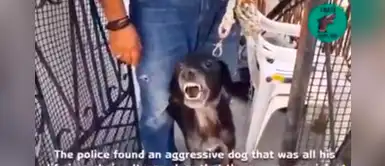 Perro abandonado mostraba actitudes violentas hasta que recibió cariño por primera vez Perro abandonado mostraba actitudes violentas hasta que recibió cariño por primera vez