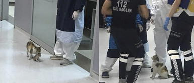 Gata callejera lleva a su cría enferma al hospital para salvar su vida Gata callejera lleva a su cría enferma al hospital para salvar su vida