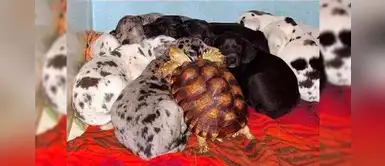 Tortuga fue criada con varios perros desde su nacimiento y ahora son inseparables Tortuga fue criada con varios perros desde su nacimiento y ahora son inseparables