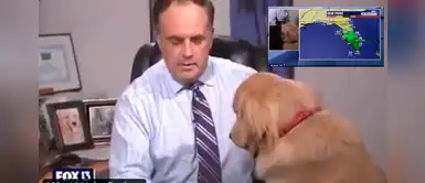 Conductor es interrumpido EN VIVO por su golden retriever y juntos dan el pronóstico del clima Conductor es interrumpido EN VIVO por su golden retriever y juntos dan el pronóstico del clima