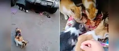 Joven encuentra varios gatos afuera de su casa y decide brindarles agua y comida Joven encuentra varios gatos afuera de su casa y decide brindarles agua y comida