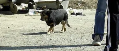 Perro sin hogar seguía a personas extrañas para que alguien se compadezca y lo adopte Perro sin hogar seguía a personas extrañas para que alguien se compadezca y lo adopte