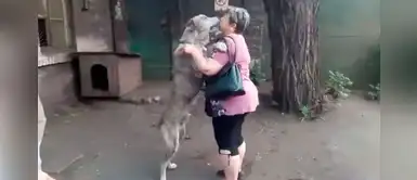 Mujer se reencuentra con su perro en un refugio luego de haber sido robado hace años Mujer se reencuentra con su perro en un refugio luego de haber sido robado hace años