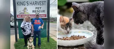 Refugio de animales brindará comida gratis a perros y gatos durante la cuarentena Refugio de animales brindará comida gratis a perros y gatos durante la cuarentena