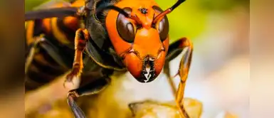 Estados Unidos: Avispones asesinos aparecen en plena pandemia del coronavirus Estados Unidos: Avispones asesinos aparecen en plena pandemia del coronavirus