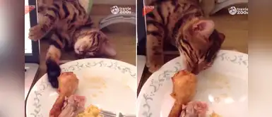 Gato se hace el dormido para robarle un pedazo de pollo frito a su estudiosa dueña Gato se hace el dormido para robarle un pedazo de pollo frito a su estudiosa dueña