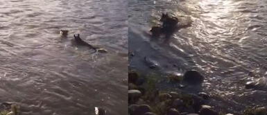 Perra salvó a su compañero de morir ahogado en un río Perra salvó a su compañero de morir ahogado en un río