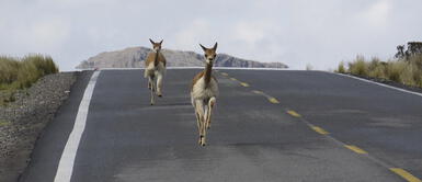 Animales silvestres caminan tranquilos en diferentes zonas del Perú ante ausencia de personas Animales silvestres caminan tranquilos en diferentes zonas del Perú ante ausencia de personas
