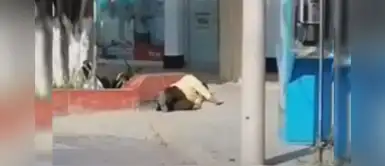 Vigilante se desploma aparentemente por COVID-19 durante jornada laboral | VÍDEO Vigilante se desploma aparentemente por COVID-19 durante jornada laboral | VÍDEO