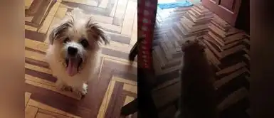 Perro entiende aislamiento social y así se comunica con amigos perrunos Perro entiende aislamiento social y así se comunica con amigos perrunos