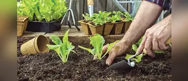 ¡Ya no más mercado! Aprende a crear tu propio biohuerto en casa ¡Ya no más mercado! Aprende a crear tu propio biohuerto en casa