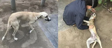 Animalista organiza rifa para los alimentos y un hogar temporal de perrita abandonada Animalista organiza rifa para los alimentos y un hogar temporal de perrita abandonada